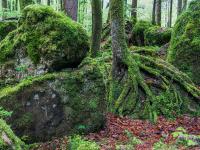 Baumwurzeln krallen sich an Felsen einer größeren Felsgruppe